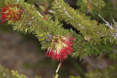 Melaleuca peucophylla