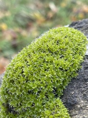 Syntrichia montana