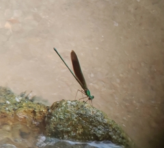 Neurobasis chinensis