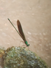 Neurobasis chinensis