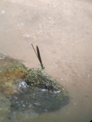 Neurobasis chinensis