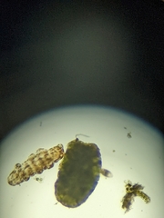 Tardigrada
