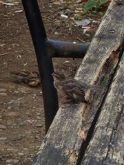 Passer domesticus