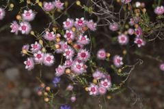 Verticordia insignis compta