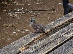 Passer domesticus