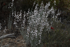 Dasymalla terminalis