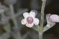 Dasymalla terminalis