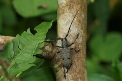 Pelargoderus bipunctatus