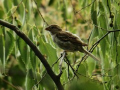 Passer domesticus