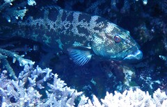 Plectropomus leopardus