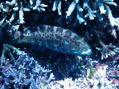 Plectropomus leopardus