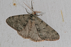Phigalia strigataria