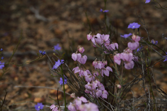 Guichenotia angustifolia