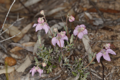 Guichenotia angustifolia