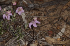 Guichenotia angustifolia