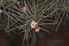 Hakea gilbertii