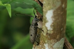 Pelargoderus bipunctatus