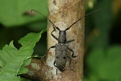 Pelargoderus bipunctatus