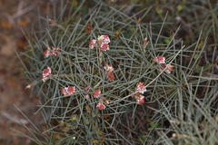 Hakea gilbertii