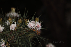 Hakea gilbertii