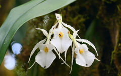 Trichopilia fragrans