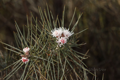 Hakea gilbertii