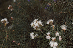 Hakea gilbertii