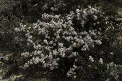 Hakea lissocarpha
