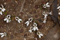 Stylidium petiolare