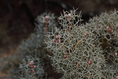 Isopogon gardneri