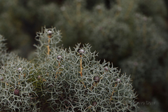 Isopogon gardneri