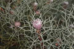 Isopogon gardneri