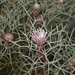 Isopogon gardneri - Photo (c) Steve Dew, some rights reserved (CC BY-NC), uploaded by Steve Dew