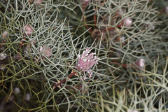 Isopogon gardneri