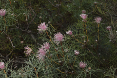 Isopogon gardneri
