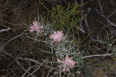 Isopogon gardneri