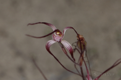 Caladenia polychroma