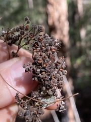 Pomaderris argyrophylla