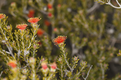 Melaleuca pilosa