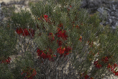 Melaleuca quadrifida