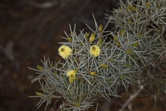 Melaleuca stereophloia