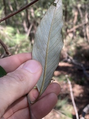 Pomaderris argyrophylla