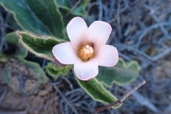 Hibiscus aethiopicus