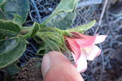 Hibiscus aethiopicus