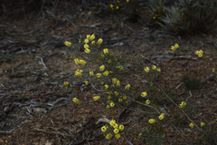 Melaleuca stereophloia
