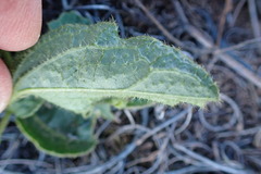 Hibiscus aethiopicus