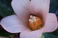 Hibiscus aethiopicus