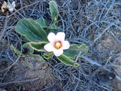 Hibiscus aethiopicus