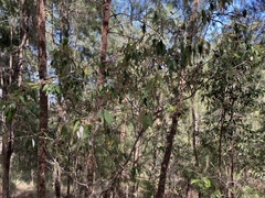 Pomaderris argyrophylla