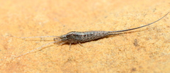 Meinertellidae